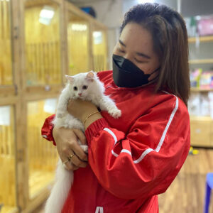Khách hàng bế mèo Anh lông dài trắng tại Chạm Pets Family trước khi về nhà mới