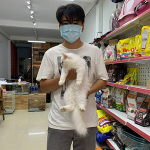 Khách hàng nhận mèo Anh lông dài trắng tại Chạm Pets Family