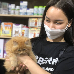 Khách hàng nhận mèo Anh lông dài màu vàng tại Chạm Pets Family