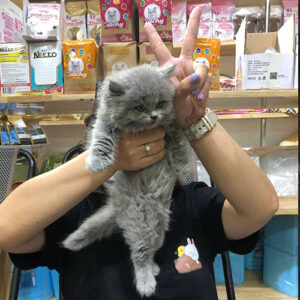 Khách hàng nhận mèo Anh lông dài xám xanh tại Chạm Pets Family