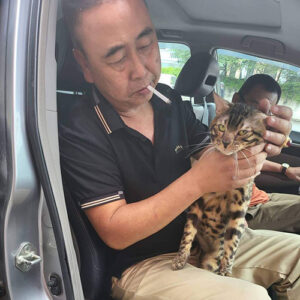 Khách hàng nhận mèo Bengal brown rosetted trên xe sau khi bàn giao từ Chạm Pets Family