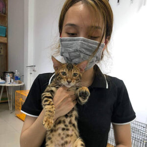 Khách hàng nhận mèo Bengal brown spotted tại Chạm Pets Family