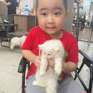 Khách nhỏ tuổi bế mèo Anh lông dài trắng con tại Chạm Pets Family