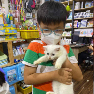 Khách nhỏ tuổi nhận mèo Anh lông dài trắng tại Chạm Pets Family