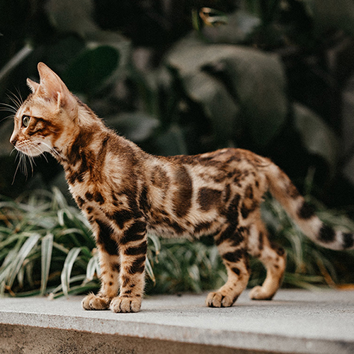 Mèo Bengal Brown Marble với hoa văn vân đá rõ trên thân