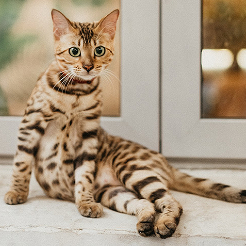 Mèo Bengal cái Brown Bengal khoảng 4 tháng tuổi ngồi cạnh cửa