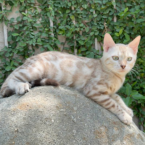 Mèo Bengal Snow Sepia cái với hoa văn nhẹ trên thân