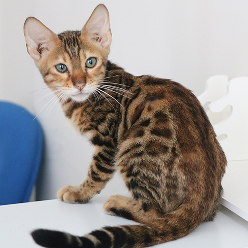 Mèo Bengal con màu nâu với hoa văn rõ đang ngồi trong nhà