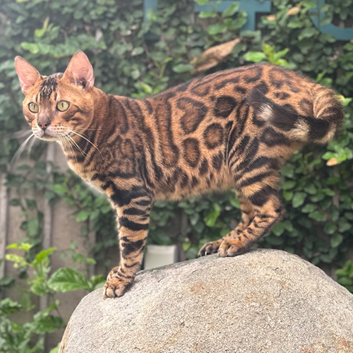 Mèo Bengal đực Brown Bengal với hoa văn rosette có mảng giống hình trái tim