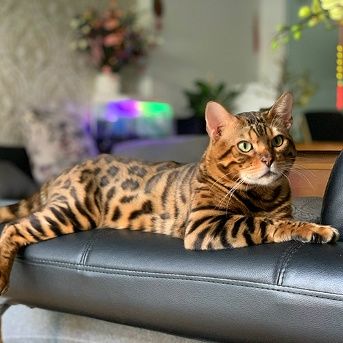 Mèo Bengal đực trưởng thành nằm thư giãn với hoa văn rõ trên thân