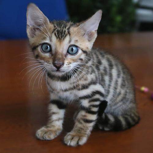 Mèo Bengal lai con với hoa văn sọc và đốm rõ trên thân