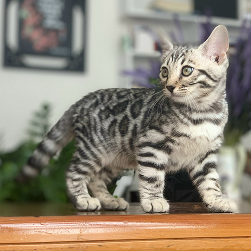 Mèo Bengal Silver với hoa văn spotted đậm trên thân