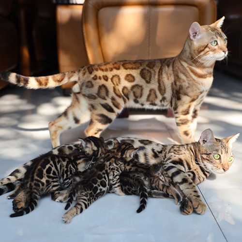 Đàn mèo Bengal sinh trong nước tại Chạm Pets với mèo bố mẹ và mèo con