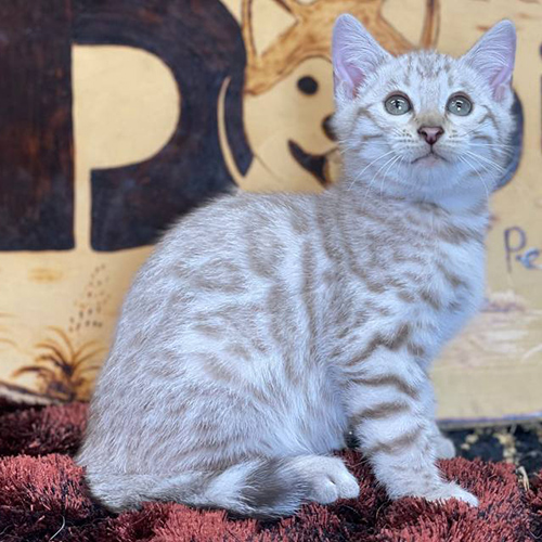 Mèo Bengal Snow Sepia cái với hoa văn nhẹ trên thân