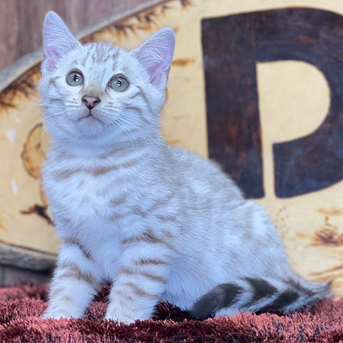 Mèo Bengal Snow tông kem sáng với hoa văn nhẹ trên thân