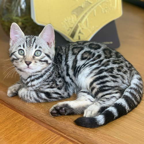 Mèo Bengal thuần chủng màu bạc với hoa văn rõ trên thân