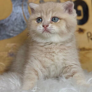 Mèo hồng phấn tabby tai cụp lửng 2 tháng tuổi, lông kem nhạt và vân tabby nhẹ