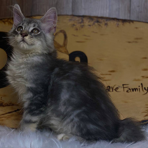 Mèo Maine Coon con 2 tháng tuổi lông xám, tai lớn và đuôi dài