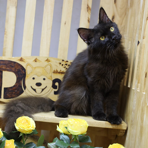 Mèo Maine Coon black smoke lông dài, mắt vàng và tai lớn