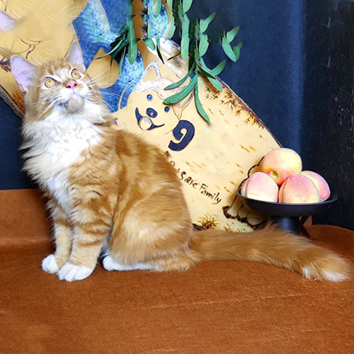 Mèo Maine Coon red bicolor thân dài, lông dày và đuôi bông