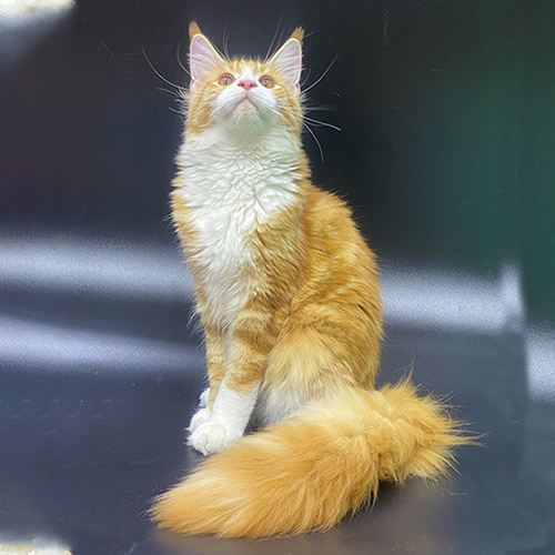 Mèo Maine Coon red bicolor lông dài, ngực trắng và đuôi bông