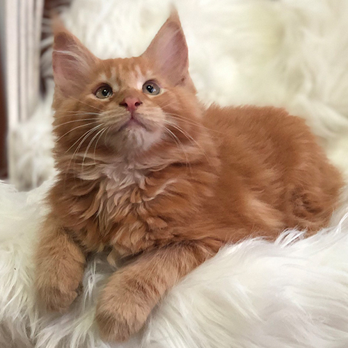 Mèo Maine Coon red tabby 2 tháng tuổi không giấy, lông dài và tai lớn