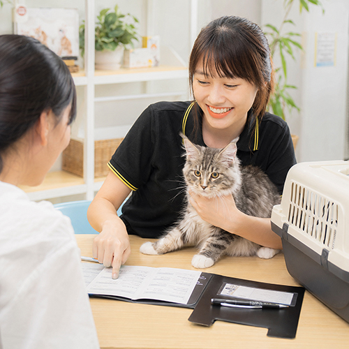 Người tư vấn kiểm tra sổ tiêm và sức khỏe mèo Maine Coon