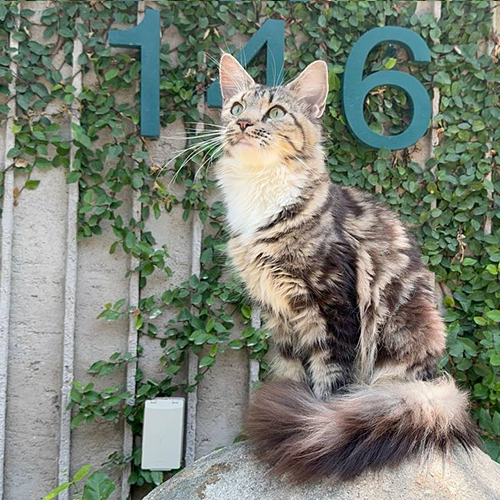Mèo Maine Coon tabby lông dài, tai lớn và đuôi bông