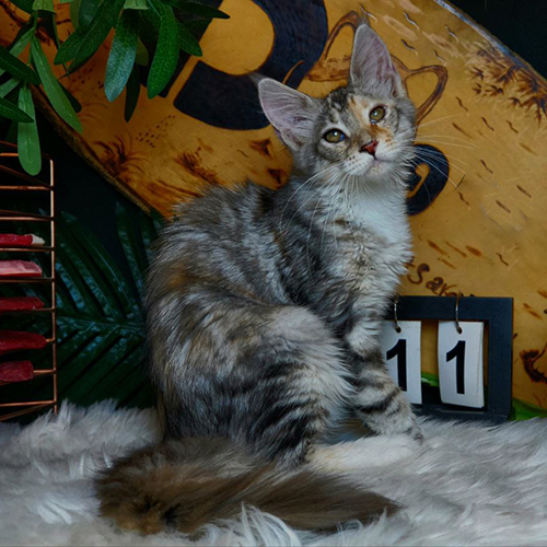 Mèo Maine Coon tam thể lông dài, tai lớn và đuôi bông