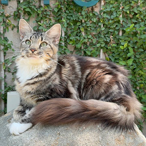 Mèo Maine Coon trưởng thành trên 1 tuổi màu tabby, lông dài và đuôi bông