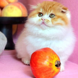 Mèo red tabby bicolor lông dài 2 tháng tuổi, lông vàng trắng và vân nhẹ