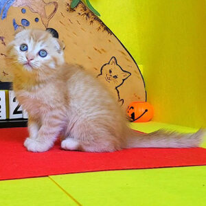 Mèo red tabby tai cụp 2 tháng tuổi, lông vàng cam có vân nhẹ và mắt xanh