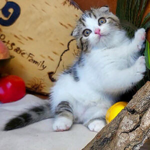 Mèo tabby bicolor tai cụp 2 tháng tuổi, lông trắng phối vân tabby rõ