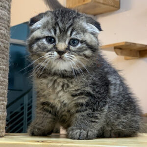 Mèo tabby tai cụp lông ngắn, vân sọc rõ và khuôn mặt tròn