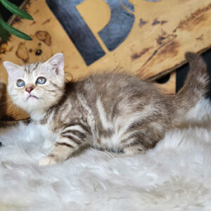 Mèo tabby nâu classic tai cụp lửng 2 tháng tuổi với vân lông rõ và mắt sáng
