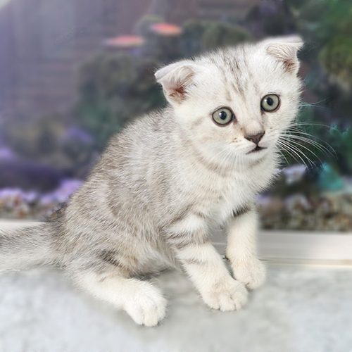 Mèo tai cụp giá rẻ cần kiểm tra kỹ trước khi đặt cọc