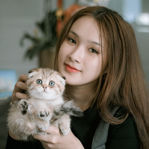 Mèo tai cụp Scottish Fold golden được bế kiểm tra sức khỏe trước khi giao khách