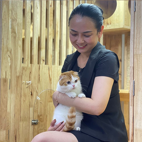 Mèo tai cụp Scottish Fold được bế trên tay, thấy rõ tai cụp và khuôn mặt tròn
