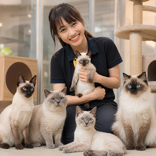 Người chăm sóc ngồi cùng nhiều mèo Xiêm màu point mắt xanh