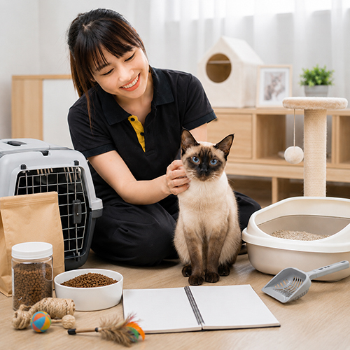 Người chăm sóc ngồi bên mèo Xiêm cùng đồ dùng ăn uống và vệ sinh