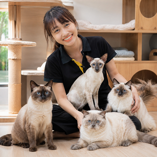 Người chăm sóc ngồi cùng nhiều mèo Xiêm màu point mắt xanh