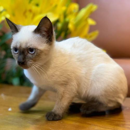 Mèo Xiêm Thái con mắt xanh, màu point rõ ở mặt và tai