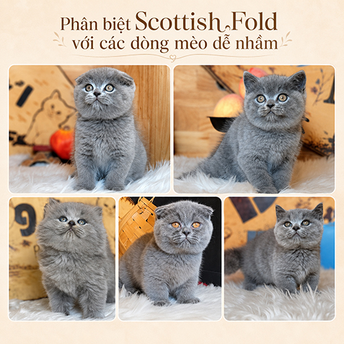 Các bé mèo mặt tròn màu xám được đặt cạnh nhau để so sánh tai, dáng và bộ lông