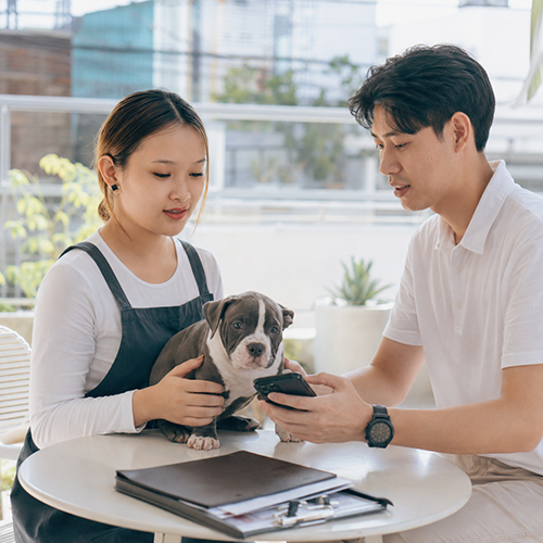 Nhân viên tư vấn giá chó Bully con theo nhu cầu khách hàng